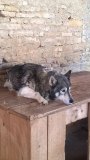 2016-07-06-Interclubs-Ferme-4-Bornes-(15)